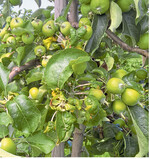 Befall durch die Mehlige Apfelblattlaus führt zu Krüppelfrüchten.