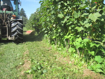 Mechanische Unkrautbekmpfung ist in Beerenkulturen oft nur unzureichend mglich. 