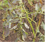 Die Wirkung der thermischen Krautbehandlung ist bereits nach zehn Minuten erkennbar. In Bild 2 in der linken Spur. Ein alleiniges Abflammen ist wegen der Kosten allerdings nicht ratsam. Stattdessen bewährt sich eine Kombination aus mechanischer und thermischer Krautregulierung.