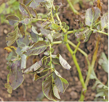 Die Wirkung der thermischen Krautbehandlung ist bereits nach zehn Minuten erkennbar. In Bild 2 in der linken Spur. Ein alleiniges Abflammen ist wegen der Kosten allerdings nicht ratsam. Stattdessen bewährt sich eine Kombination aus mechanischer und thermischer Krautregulierung.