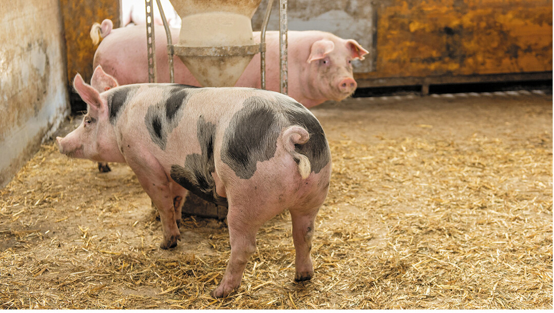 Mit dem richtigen Mix aus heimischen Eiweißfuttermitteln erreichen Ökomastschweine hohe tägliche Zunahmen. Infrage kommen Körnerleguminosen und Ölsaaten.
