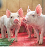 Ab 2021 wird das Leben von Eberferkeln angst- und schmerzfreier.