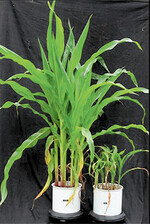 Die linke Pflanze wurde mit allen nötigen Nährstoffen versorgt, die rechte erhielt ebenfalls alle Nährstoffe, nur kein Phosphat.