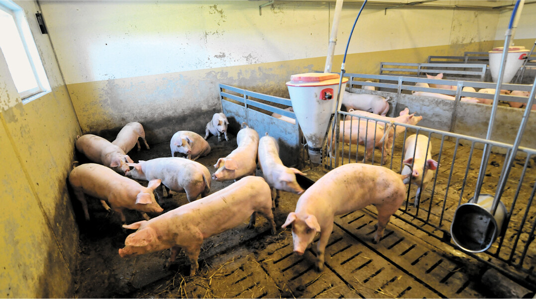 In Mastschweineställen werden vielfach Spaltenböden eingebaut. Die Böden punkten mit ihrer Rutschfestigkeit, Wärmeleitfähigkeit und den vergleichsweise niedrigen Anschaffungskosten.
