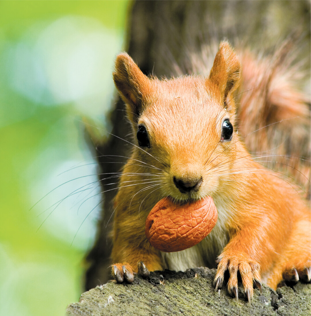 Mit ihren schwarzen Knopfaugen, dem buschigen Schwanz und ihrer Vorliebe fürs Männchen-Machen sind Eichhörnchen klare Sympathieträger. Bei einem Spaziergang im Wald, Park oder im Garten lassen sich jetzt noch viele Tiere beim Sammeln beobachten. Sie vergraben einzelne Nüsse an verschiedenen Stellen. Da sie keinen Winterschlaf halten, müssen sie täglich auf Sammeltour gehen. Und was sie nicht mehr finden, kann wachsen und so tragen Eichhörnchen auch zur Verbreitung von Baum- und Straucharten bei.