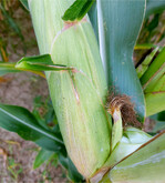 Auffallend war 2021 die stärkere Anlage von Zweitkolben.