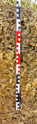 Der Pelosol kann ausgezeichnet Wasser und Nährstoffe speichern, ist jedoch anspruchsvoll zu bearbeiten.