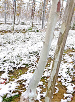 Weißeln der Stämme hilft, Frostrisse und damit Eintrittspforten für Krankheitserreger zu vermeiden.