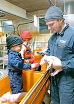 Möglichst viele Daten von jedem Tier": Vermehrungszüchter Leander Seitz setzt den Ferkeln auf dem Zuchtbetrieb hierfür elektronische Ohrmarken ein, die mit einem Handheld korrespondieren. Seine Kinder Elijah und Magdalen helfen ihm dabei.