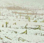 Der Sommer war geprägt von Wetterextremen, wie Hagel und Schnee.