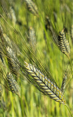 Der Anbau von Emmer ist eine interessante Vermarktungsnische, braucht aber passende Böden.