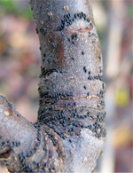 Größere Eiablage durch die Grüne Laus an zweijährigem Holz eines Apfelbaumes.