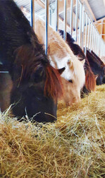 Um gesund zu bleiben, sollten Pferde bedarfsgerecht mit Raufutter und genügend frischem Wasser versorgt werden.