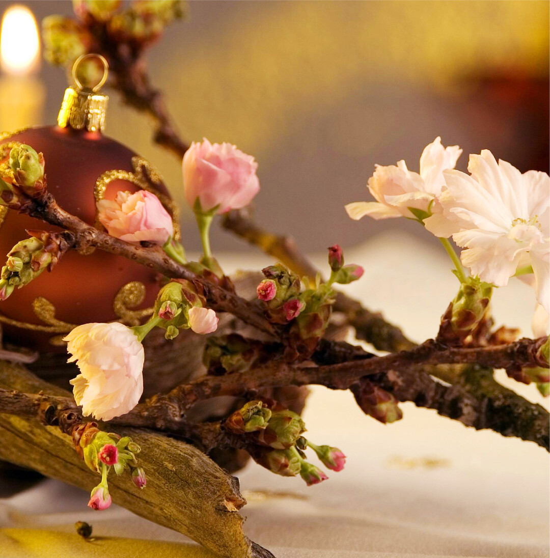 Ein Hauch von Frhling an Weihnachten Whrend es drauen klter und dunkler wird, ist der traditionsreiche Barbaratag am 4. Dezember ein Lichtblick in vielen Familien. Der Ursprung des Brauches liegt in den Legenden ber die heilige Barbara. Diese soll im dritten Jahrhundert in der Trkei gelebt haben und fr ihren Hang zum christlichen Glauben zum Tode verurteilt worden sein. Auf dem Weg zum Gefngnis blieb laut berlieferung ein Zweig in ihrem Gewand hngen, den sie mit in ihre Zelle nahm. Am Tag ihrer Hinrichtung soll er dann in prchtigen Farben geblht und ihr ein letztes Mal Freude geschenkt haben. Seither ist es Brauch, am 4. Dezember Zweige abzuschneiden und in einer Vase im Haus aufzustellen. Dafr eignen sich alle frhblhenden Laubhlzer. Besonders beliebt sind Apfel, Kirsche, Birne und Forsythie. Die Zweige sollten schrg angeschnitten sein, und das Wasser muss regelmig gewechselt werden. Stehen die Barbarazweige an einem hellen Ort, sollen sie an Weihnachten farbenfrohe Blten hervorbringen. Sie gelten als Zeichen der Hoffnung in der dunklen Jahreszeit und bringen den Bewohnern Glck im kommenden Jahr. kb