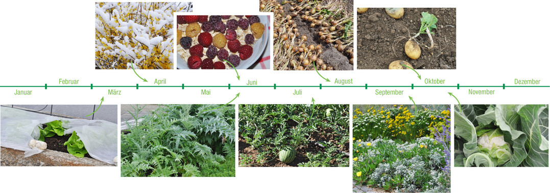 : Salat steht im März bis Mai am besten unter Vlies. Imgab es reichlich Schnee. (oben): Himbeeren hier in rot, gelb und schwarz trugen, ungestört von Regen, sehr üppig. Vielerorts blühen übrigens viele Sommerhimbeeren ab September nochmals an den einjährigen Ruten. (unten): Milde Winter ermöglichen eine meistens erfolgreiche Überwinterung von Cardy und Artischocken, die sich dann so prächtig wie in Südeuropa entwickeln. : Wärmeliebende Fruchtgemüse, hier Wassermelonen in Bamberg, entwickeln sich auch bei Hitze prächtig, wenn sie genug Wasser bekommen. : Zwiebeln profitierten von früher Saat/Pflanzung, wenn sie zum Start noch viel Feuchte haben. Im trockenen Sommer bleiben sie gesund. : Stauden, die gut mit der Trockenheit zurechtkommen, bleiben auch bei sparsamer Wasserversorgung attraktiv. (oben): Wer Kartoffeln bis Ende September im Boden ließ, konnte solche Überraschungen erleben: Die jungen Knollen trieben aus. (unten): Auch der anspruchsvolle Blumenkohl entwickelt sich nach Augustpflanzung sehr zuverlässig in den Herbst hinein Ernte ab Mitte Oktober.