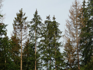 Links im Bild ein frischer Kferbaum vom Juni 2024, an dem die Krone von unten her drr wird, rechts ein drrer Kferbaum vom Herbst 2023, der nicht aufgearbeitet wurde. 