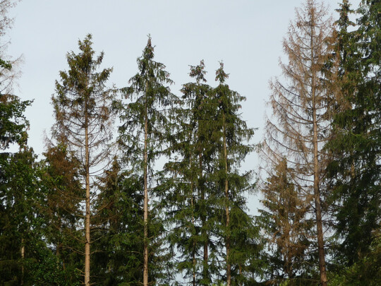 Links im Bild ein frischer Kferbaum vom Juni 2024, an dem die Krone von unten her drr wird, rechts ein drrer Kferbaum vom Herbst 2023, der nicht aufgearbeitet wurde. 
