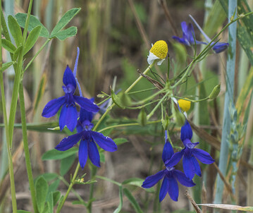 Der Ackerrittersporn ist auf unseren ckern nur noch selten anzutreffen.