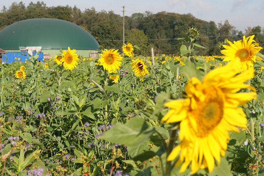 Sonnenblumen blhen vor einer Biogasanlage.
