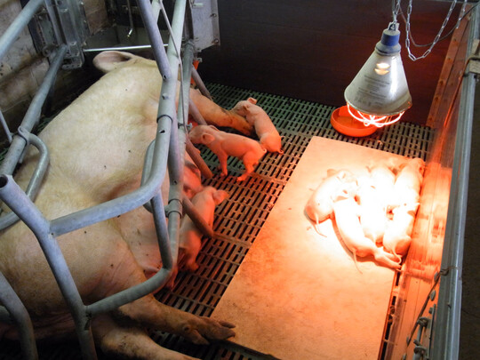 Der Strukturwandel hlt an. Auch im vergangenen Jahr ist die Zahl schweinehaltender Betriebe weiter zurckgegangen.                                             
