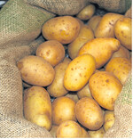 Bewährte und neu zugelassene Sorten stehen jedes Jahr wieder im vergleichenden Versuch. Je nach Witterung und Sorte gab es 2014 nassfaule Knollen und Krankheiten.