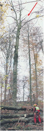 Da wirds gefährlich: Das Totholz in der Krone (siehe Pfeil) kann jederzeit herabstürzen. Deshalb den Stamm zur Aufarbeitung aus der Gefahrenzone herausziehen.