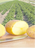 2015 wurden 27 Sorten in den Landessortenversuchen verglichen.