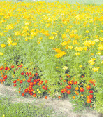 Tagetes-Anbau als Vorkultur zu Erdbeeren verringert den Nematodenbesatz.