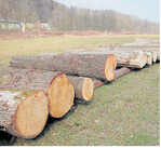 Wertholzstämme auf dem Submissionsplatz.