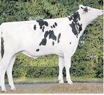 Der Anton-Sohn Ancut geht auf einen US-Embryonenimport zurück und entstammt einer Goldwin-Töchter-Familie.