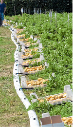 Kartoffel ist nicht gleich Kartoffel: Sortenschau in Leingarten 2017