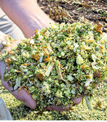 LSV-Ergebnisse Silomais liegen vor.