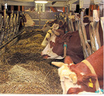 Der Futtertisch ist auf dem Betrieb von Thomas Herrmann am selben Platz geblieben, jetzt aber nicht mehr befahrbar.