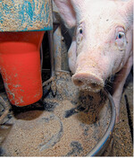 Mahlzeit: Getreide als Rohstoff für Mischfutter ist gesucht und wird im Verkauf ordentlich bezahlt.