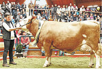 Die Fleckviehkuh Romy von Markus Scheuing aus Berg wurde zur Miss Oberschwaben 2017 gekürt.