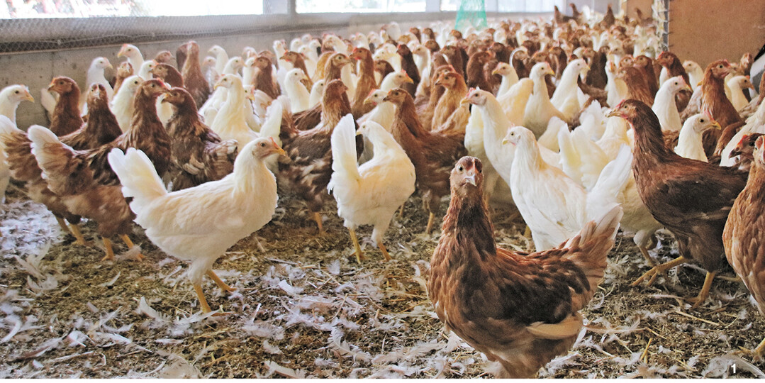 Mit sorgfältig durchgeführtem Hygienemanagement bleiben Krankheitserreger draußen und die Tiere gesund.
