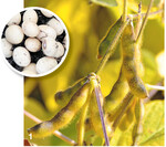 Soja – Pflanze mit Hülsen und Samen. Der Anbau hat sich während der Laufzeit des Soja-Netzwerks stark ausgeweitet.