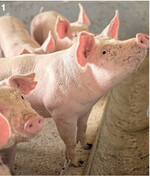 Mehr Tierwohl in Schweineställen erfordert Investitionen, an denen sich Abnehmer und Konsumenten beteiligen sollten, so der Tenor auf den beiden Fachtagungen.