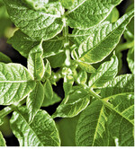 Vielerorts bekam auch das Kraut die sengende Sommersonne zu spüren und starb verfrüht ab.