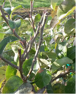 Ziel erreicht: Der kurze Rückschnitt hat den Austrieb von abgeschlossenen Kurztrieben provoziert. Die langen, überflüssigen Triebe werden nun zurückgeschnitten.