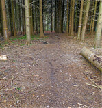 Die Bremsspur verrät es: Diese Rückegasse wird als wilde" Mountainbikestrecke genutzt.