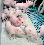 Die German Genetic-Fachtagungen finden dieses Jahr als virtuelle Informationsveranstaltung statt.