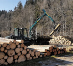 Bei den Waldbesitzern ist die Verzweiflung groß. Die Rundholzpreise sind im Keller.