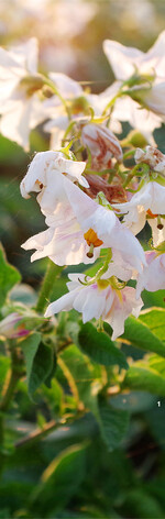 Die Ergebnisse der LSV dienen als Grundlage für die Beratung der Kartoffelanbauer.