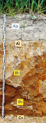 Parabraunerden gehören zu den weltweit besten Ackerbaustandorten.