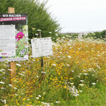Blühflächen an und in Obstanlagen bereichern das Nahrungsangebot vieler Insekten.