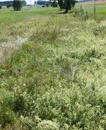 Altgrasstreifen bieten Insekten Nahrungsquelle und Lebensraum.