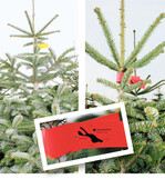 Schöne Bäume von klein bis groß gibt es auf den Christbaummärkten.