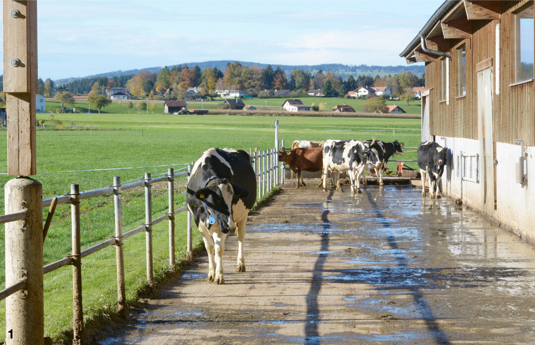 Bewegung in einem Laufhof frdert die Gesundheit von trockenstehenden Khen.
