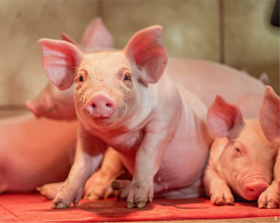 Ferkel brauchen es in den ersten Wochen warm. Eine Abdeckung über dem Ferkelnest hilft, Heizkosten zu sparen.